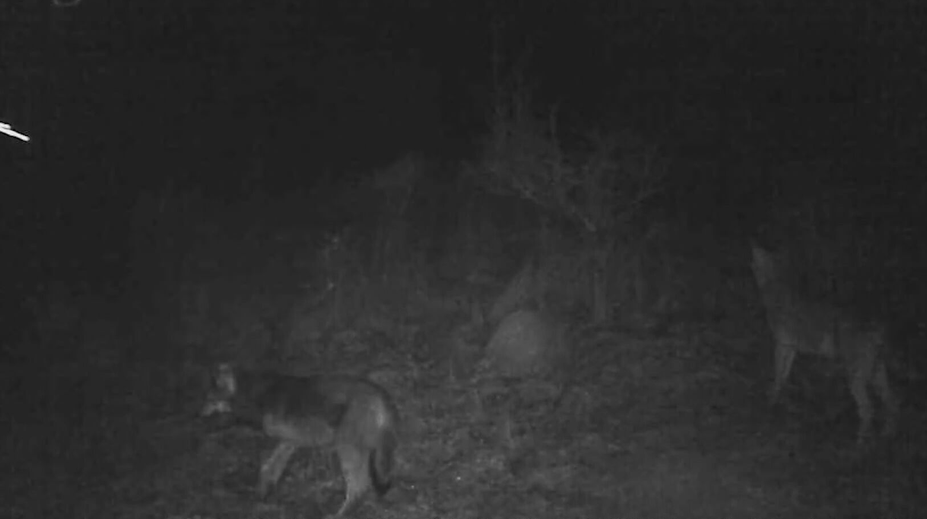 Nečakaná návšteva v blízkosti obce Trnavá Hora. Také zviera tam ľudia ešte nevideli