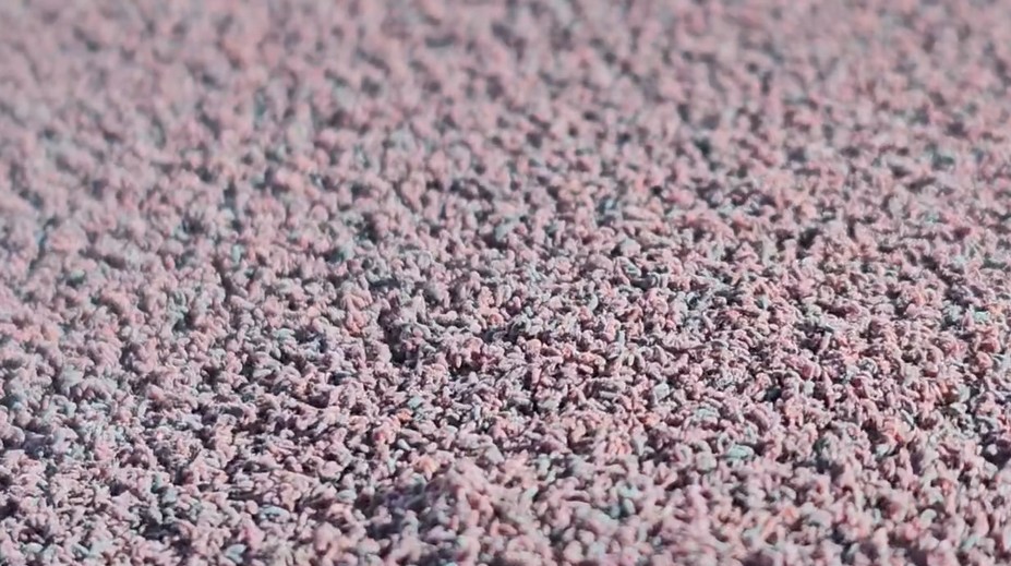 Slovák objavil tisíce zvláštnych „chrobákov“. Entomológ vysvetľuje, čo to v skutočnosti je