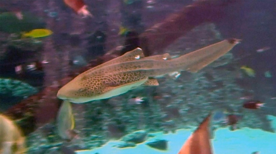 Stovky žralokov leopardích zomierajú v Sanfranciskom zálive