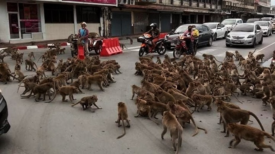 VIDEO: Vodičom sa naskytla scéna ako z akčného filmu. Na križovatke si to rozdali dva gangy opíc