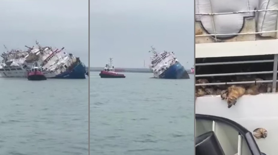 Pri pobreží Rumunska sa prevrhla loď, ktorá prepravovala vyše 14-tisíc oviec