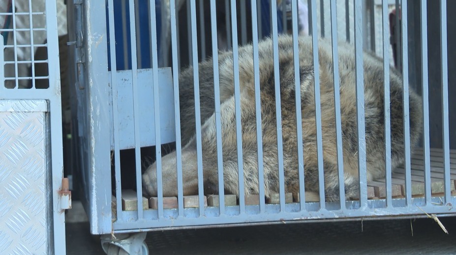 Porodila ho medvedica zachránená z voľnej prírody. Obľúbený medveď opustil košickú zoo