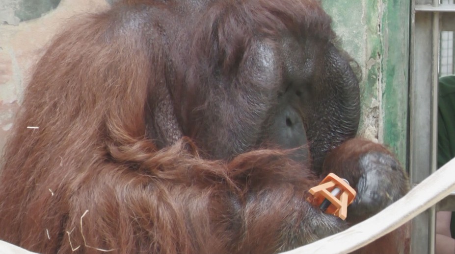 Pozrite sa na talentovaného orangutána: Jago v bojnickej ZOO skrutkuje ako majster