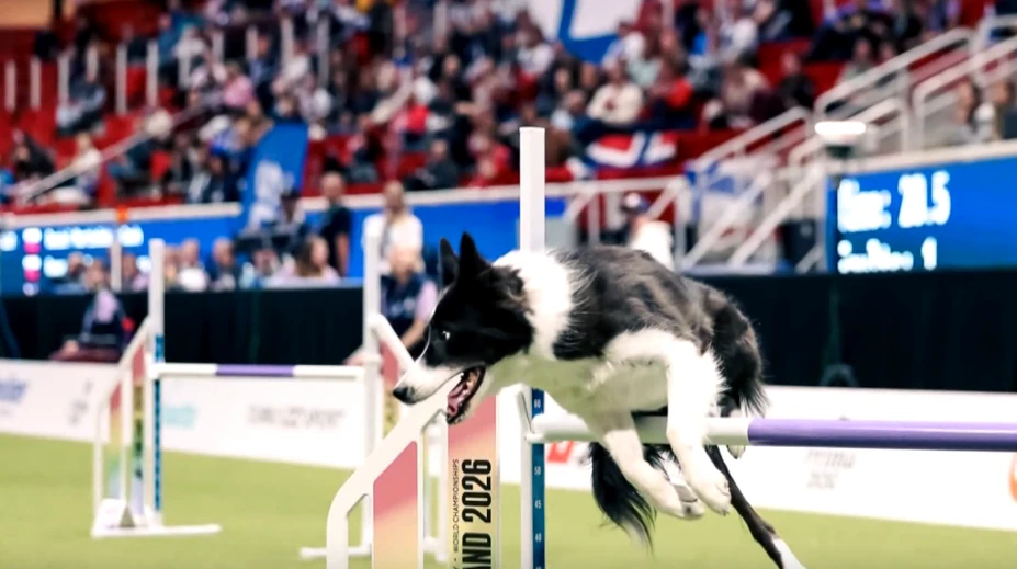 Ako sa rodia majstri sveta v agility? Na parkúre rozhodujú sekundy, mimo neho dôvera