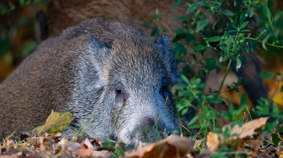Nečakaný útok diviaka neďaleko Košíc. Mladík skončil na pohotovosti, zranená je aj matka