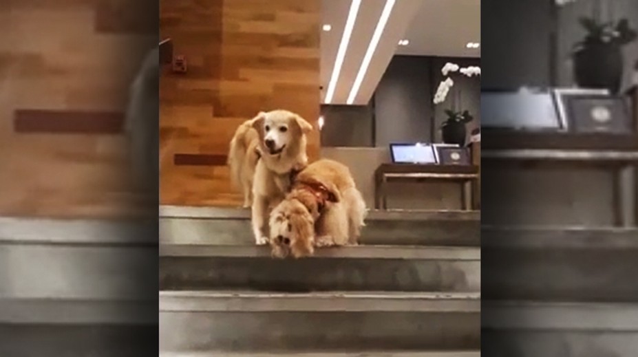 Toto video vás chytí za srdce: Slepecký pes pomáha slepému kamarátovi