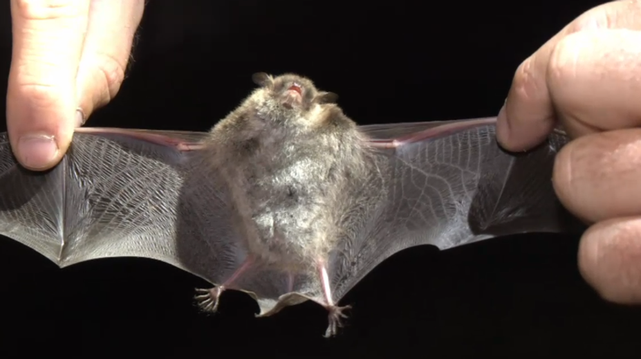 V Humennom odchytávali netopiere. Ak sa nasťahujú do ľudských obydlí, môžu vyvolať paniku