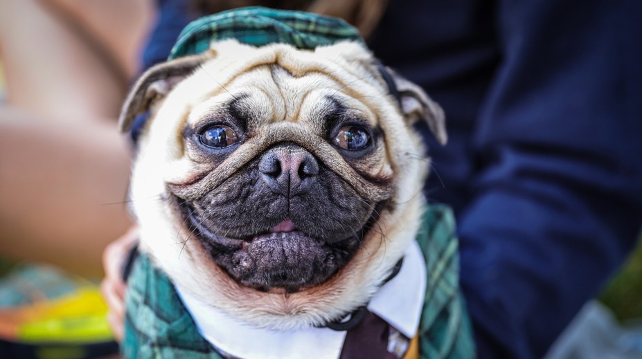 Stop pre mopslíkov a buldočkov? EÚ chystá prelomové zmeny