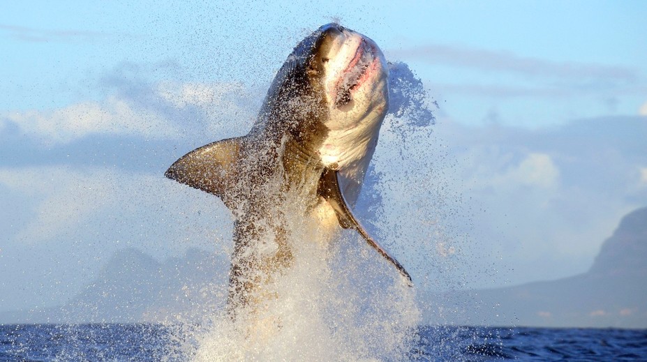 Po mesiacoch o sebe dal opäť vedieť. Pri pobreží Kanady sa objavil najväčší zaznamenaný samec žraloka modrého