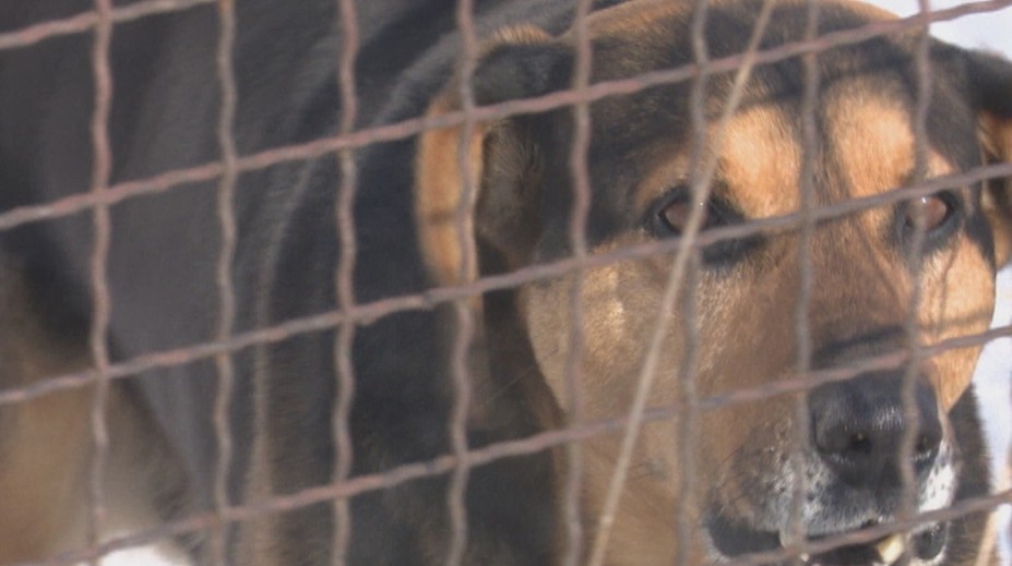 Štekajúci pes už viac ako rok terorizuje rodinu: Je to doslova na zbláznenie!