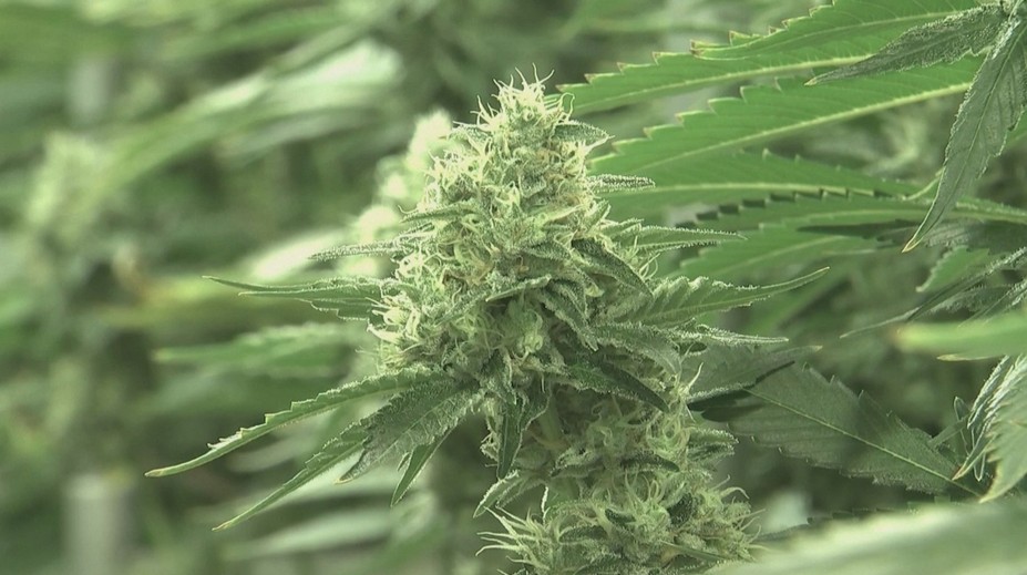 Nemci chystajú bujarú oslavu legalizácie marihuany. Nový zákon rozdelil ľudí na dva tábory