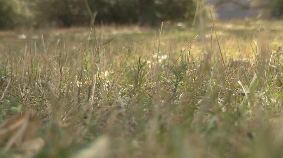 Zeleň sa počas horúčav kosila zle. Odborníčka prezradila pravidlá, ako si nezničiť trávnik