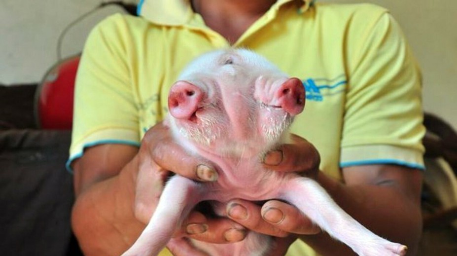 V Číne sa narodilo rozkošné prasa s dvomi hlavami a tromi očami