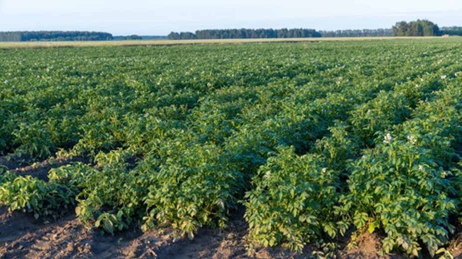 Sú neodmysliteľnou súčasťou kuchyne. Zdravotné benefity obľúbenej plodiny sú podceňované