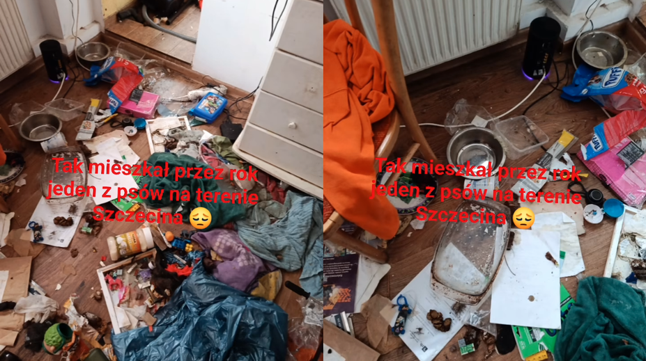 VIDEO: Pes žil rok sám v byte. Pohľad do vnútra je len pre silné povahy