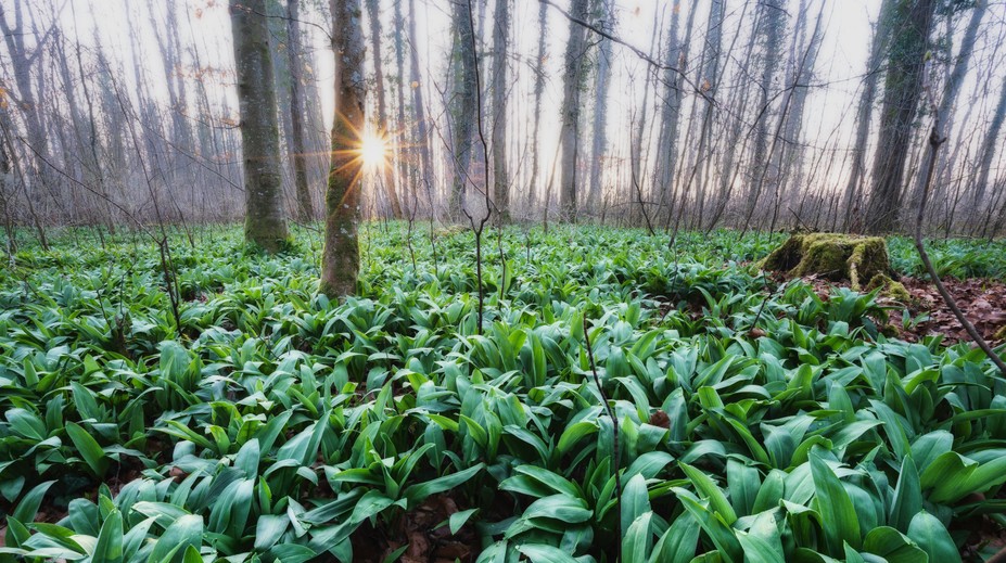 Medvedí cesnak je čoraz obľúbenejšou ingredienciou. Boli sme sa pozrieť, či už nastal čas jeho zberu
