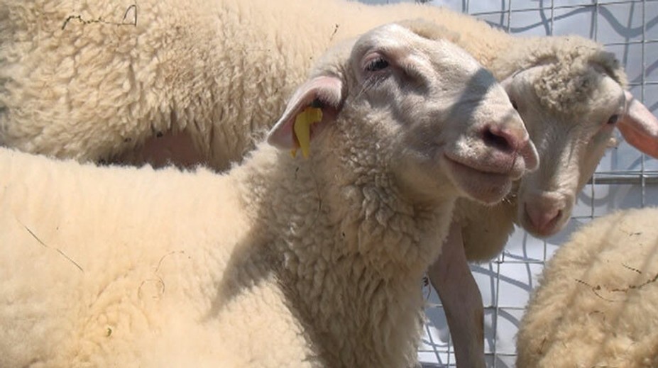 Proces šľachtenia trval 25 rokov. Takto vyzerá slovenská dojná ovca