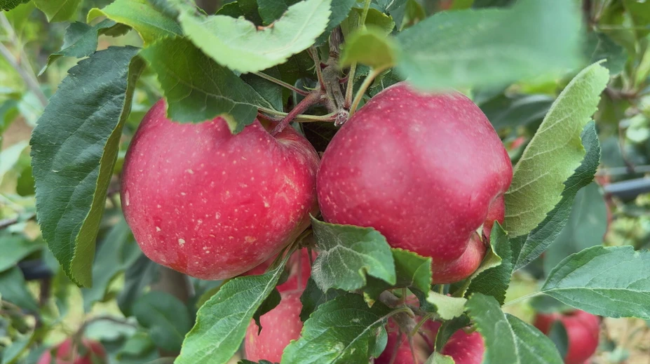 Jablká tento rok dozreli skôr. Vieme, kde sa už rozbieha samozber