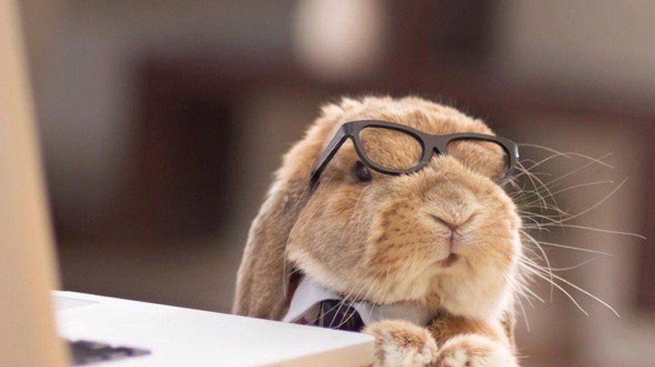 Nedeľná dávka roztomilosti. Toto je najštýlovejší zajko na svete