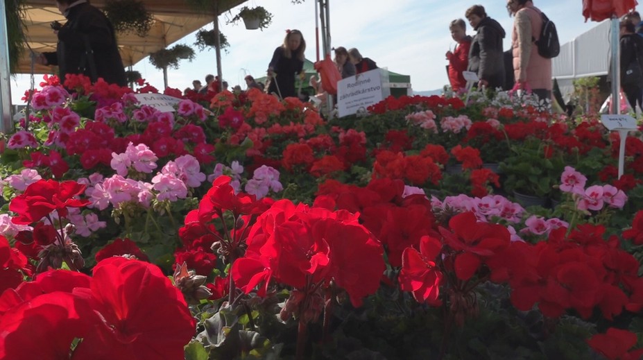 Trenčín sa zmenil na hlavné mesto pestovateľov. Na našom najväčšom veľtrhu vystavujú aj záhradkári zo zahraničia