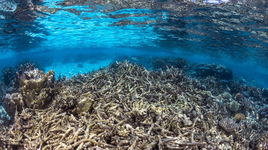 Globálne otepľovanie prekročilo prvý bod zlomu. Odumieranie všetkých koralových útesov je už nezvratné