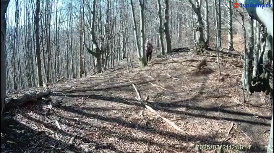 Útok medvedice, ktorý zachytila fotopasca v Malej Fatre, prešetrujú ochranári aj polícia