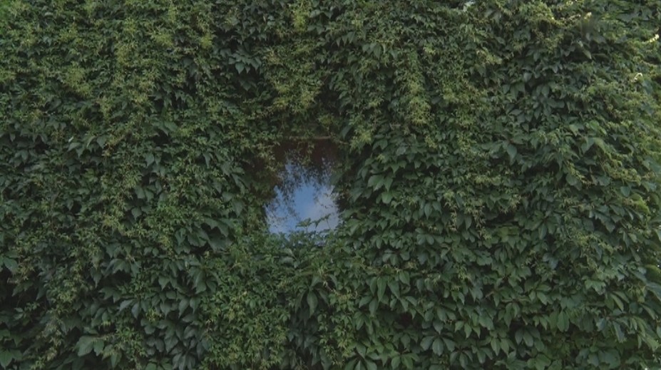 Dom, ktorý neprehliadnete: Oravskú atrakciu už 30 rokov obrastá popínavá rastlina