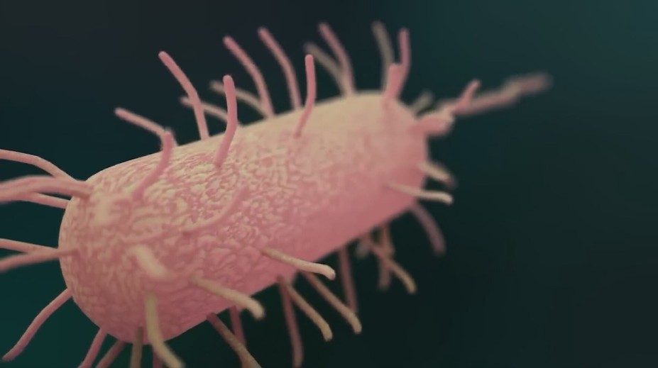 Návrat nebezpečnej infekčnej choroby: U niektorých ľudí sa príznaky cholery neobjavia, riziko úmrtnosti je vtedy vysoké