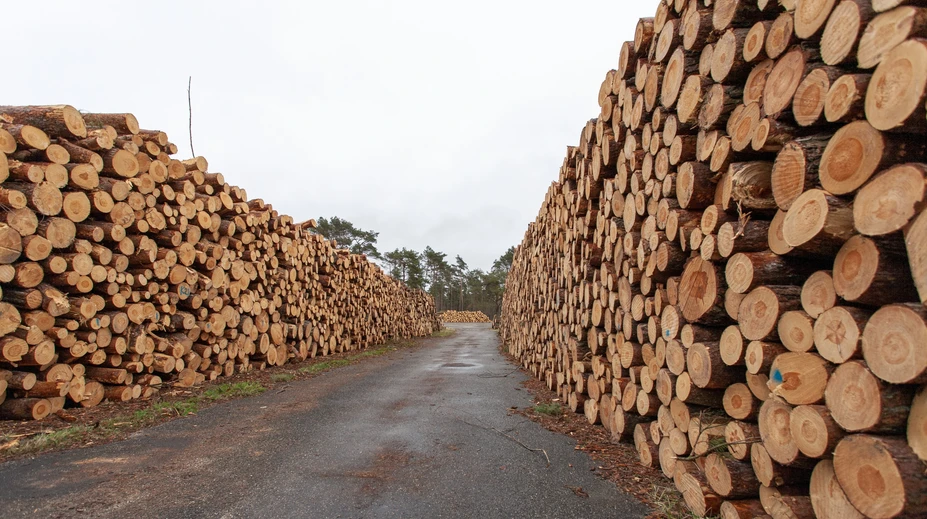 Obrovský úlovok: V dreve určenom pre Európu objavili 100 ton drog