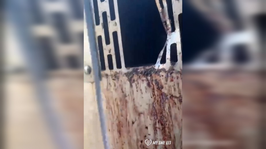 My sme les zverejnil znepokojivé video odchytového zariadenia pre medvede, všade bola krv