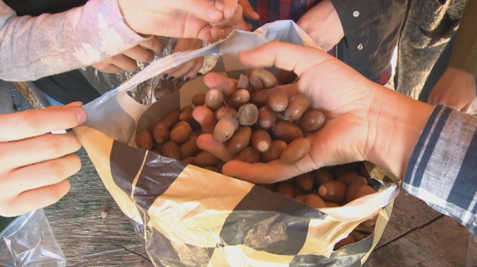 Využili ste už žalude na prípravu kávy či chleba? Vyskúšajte to