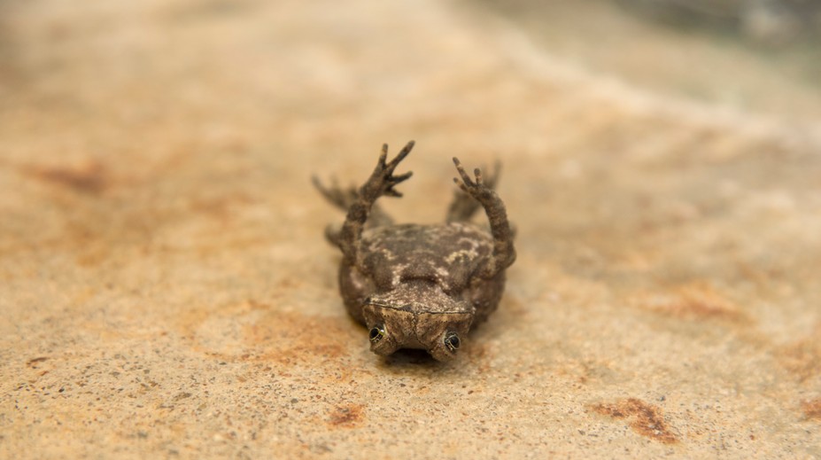 Samičky žiab pri obkľúčení samcami predstierajú smrť, aby sa vyhli páreniu