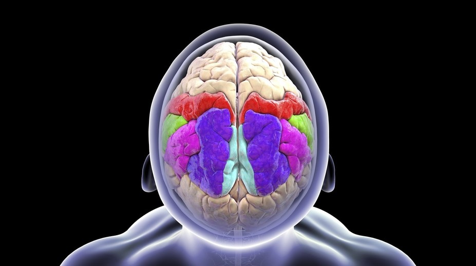 Keď sme unavení, mozog sa nám fyzicky zmení. Vedci sa nevedia zhodnúť na novom objave