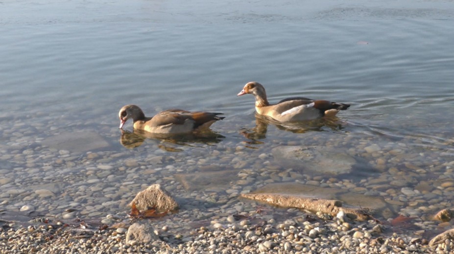 V hlavnom meste sa zahniezdila exotická hus, ochranári nie sú vôbec nadšení