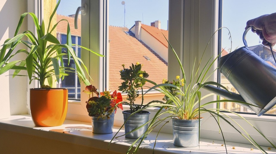 Zalievanie odstátou vodou má háčik. Niektorým rastlinám môže aj škodiť