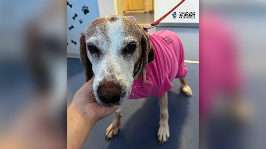 FOTO: Sučka mala vážne problémy s močením. Veterinári neverili, čo našli v jej tele