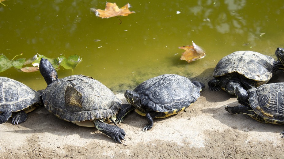 Nemecké jazero ohrozujú dravé korytnačky. Sú schopné odhryznúť človeku prst