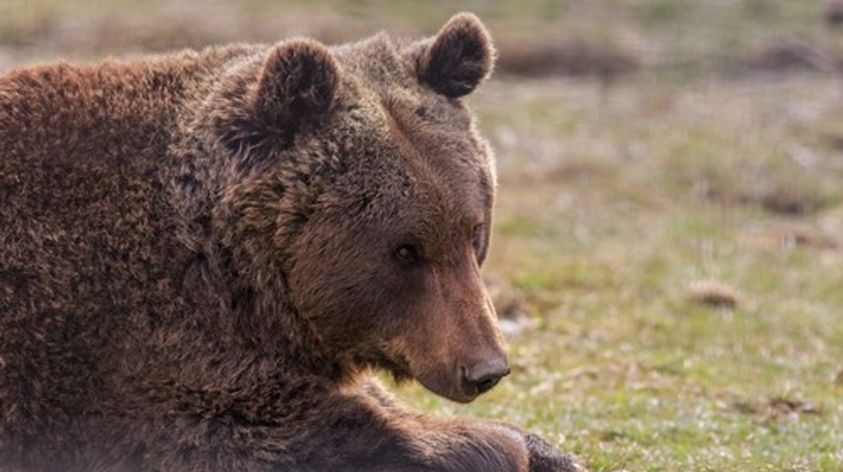 Nová mapa ukáže, kde sa pohybujú medvede. Má pomôcť predísť nebezpečným stretom