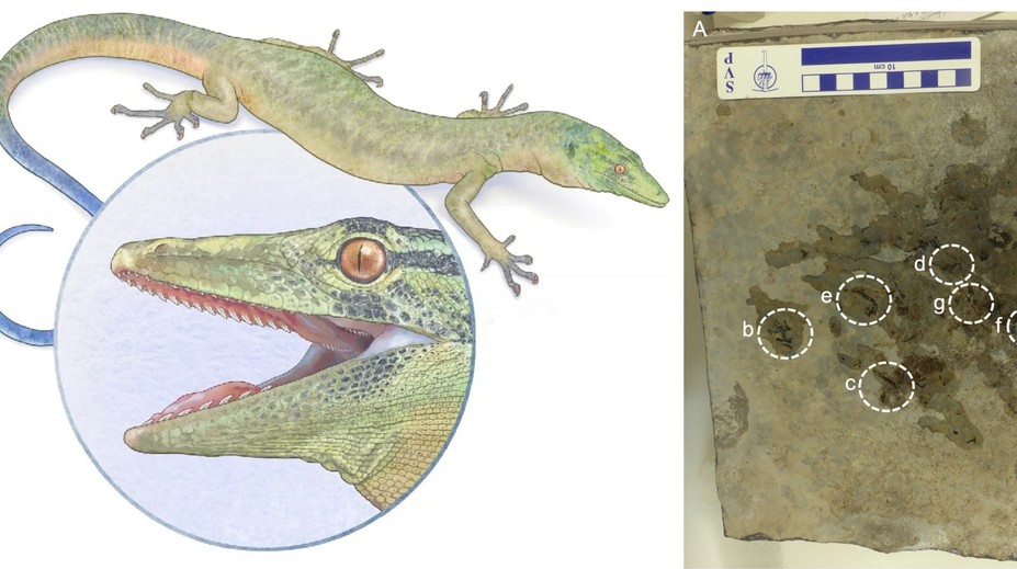 Vedci odhalili záhadného tvora, ktorý rúca predstavy o evolúcii. Môže pomôcť vyriešiť dávnu záhadu