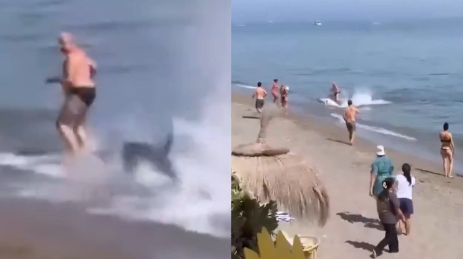 VIDEO: Obrovská ryba sa „valila“ na pláž v obľúbenom španielskom letovisku. Nečakaný návštevník zbudil rozruch