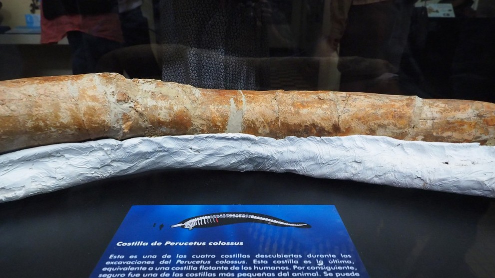 Časť rebra prehistorickej veľryby