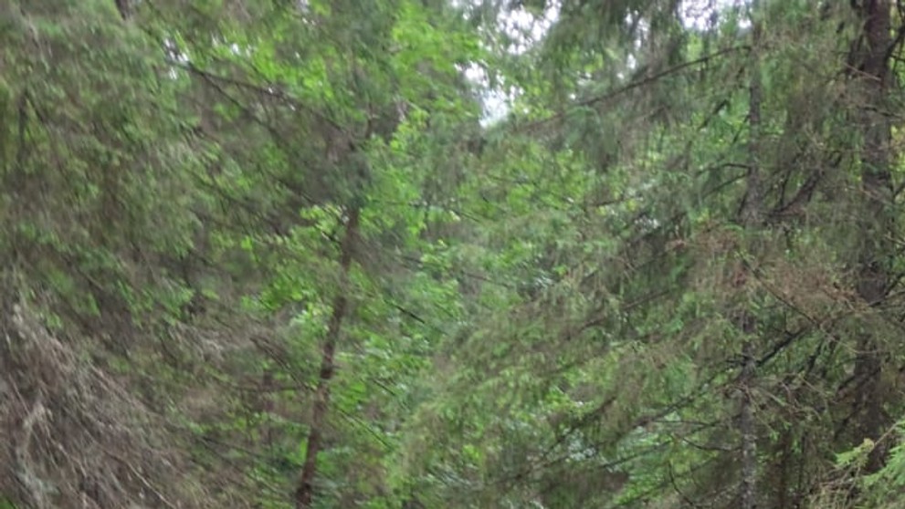 Deň po nešťastí v Monkovej doline.