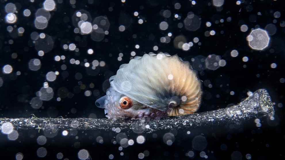 1. miesto: Hlavonožec sa vezie na vetvičke.