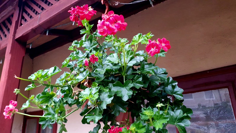 Tiborovi kvitnú v polovici decembra rastliny