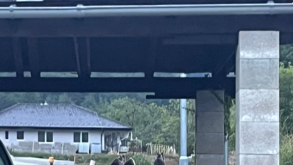 Do Kľačna chodia medvede aj v auguste