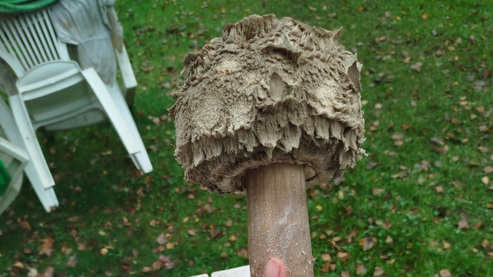 Hubárka našla obriu jedľu