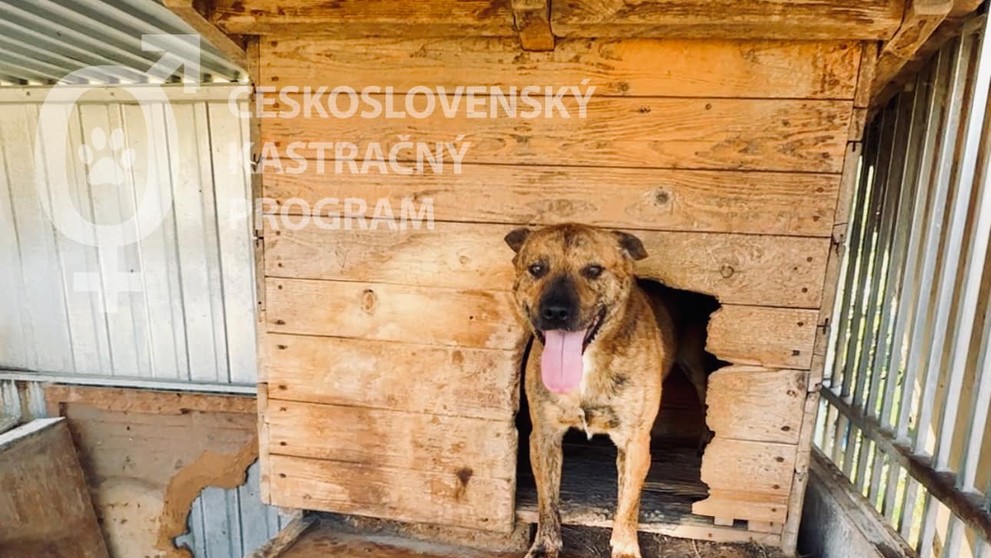 Zvieratá žili v otrasných podmienkach