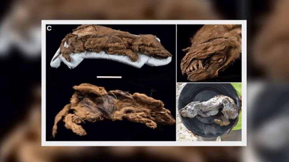 dorka a lucia plavky 