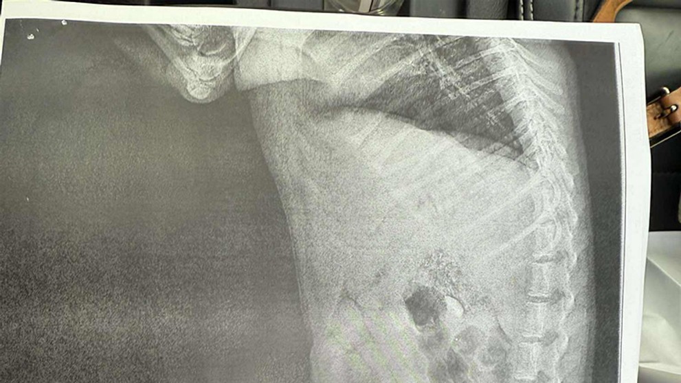 Týraný pes z Dunajskej Stredy