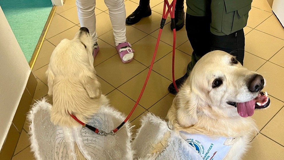 Psíci rozdávajú radosť vo zvolenskej nemocnici.
